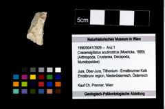 Foto (Objekt + Etikett) von Cracensigillatus acutirostrus (Moericke, 1889)  (NHMW-GEO-1990-0041-3926)
